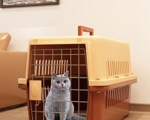 打造舒适猫咪天堂——双层猫笼布置指南（以宠物为主）