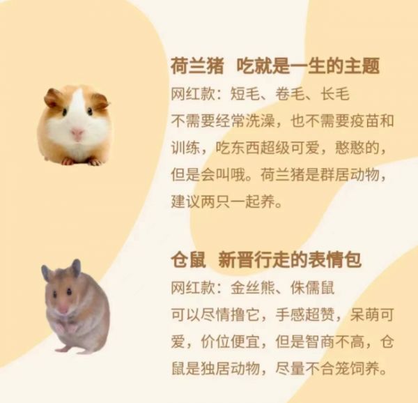宠物市场两大新趋势,「冷门」成就「热爱」