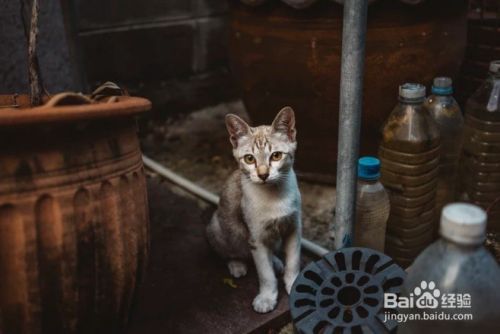 怎么样正确选择一只猫咪作为宠物