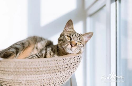 怎么样正确选择一只猫咪作为宠物