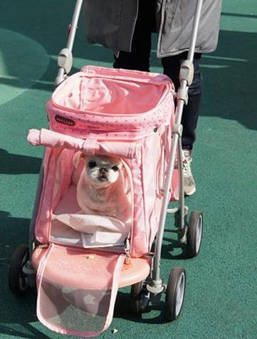 从营养品到代步车宠物犬“抗老”商品走俏韩国