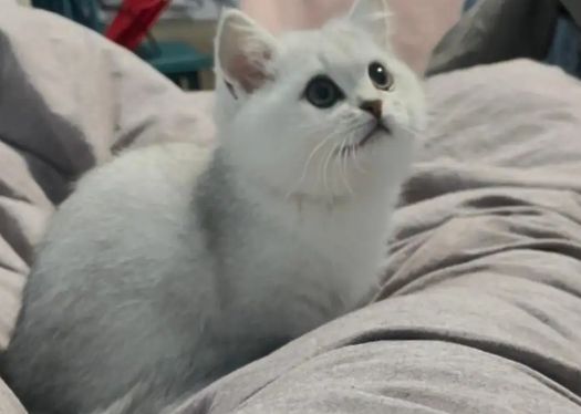 美短虎斑和银渐层的区别？怎么区分它们？