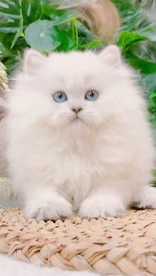 长毛银点猫价位一般在多少,银点猫贵还是银渐层贵