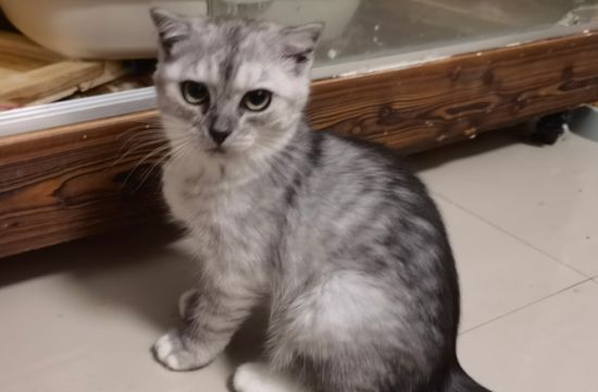 布偶猫和银渐层会配出来什么样的猫咪呢