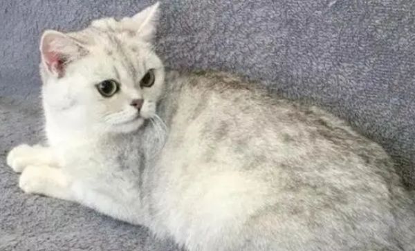美短有银渐层吗？原来银渐层是猫中贵族