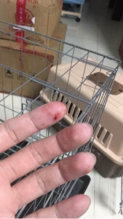 2500买的银渐层美短猫, 没几天噩梦来了