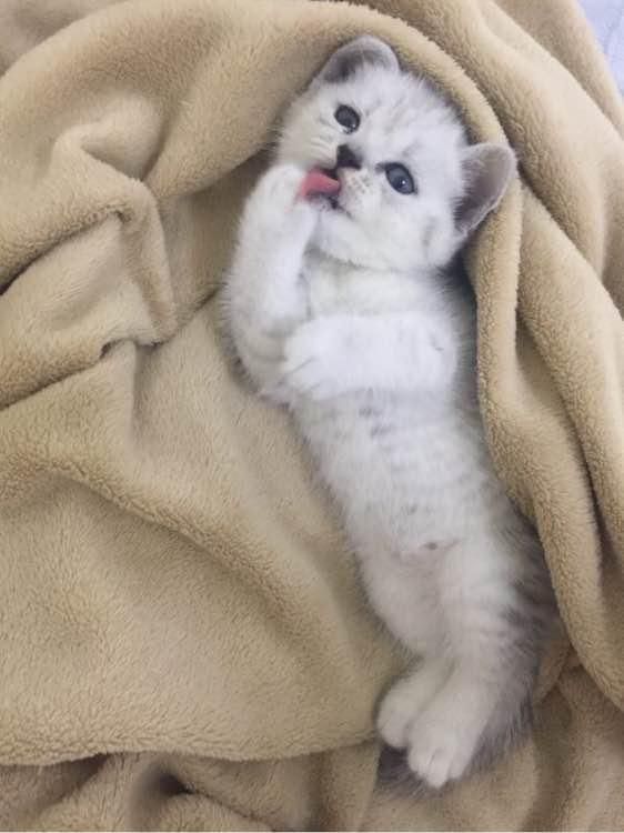 2500买的银渐层美短猫, 没几天噩梦来了