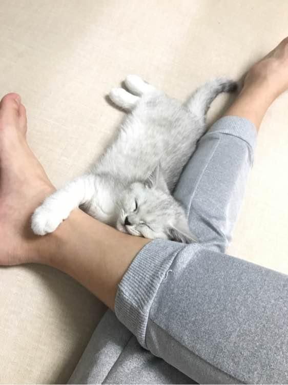 2500买的银渐层美短猫, 没几天噩梦来了