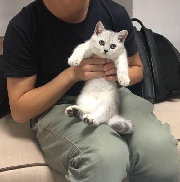 2500买的银渐层美短猫, 没几天噩梦来了