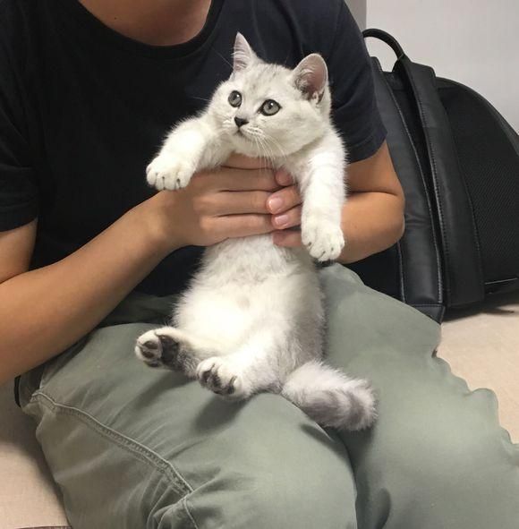 2500买的银渐层美短猫, 没几天噩梦来了