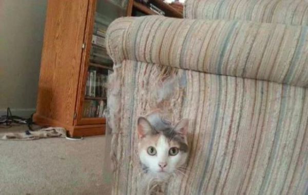抓破沙发、抓坏窗帘，猫主子为啥这么爱磨爪子？