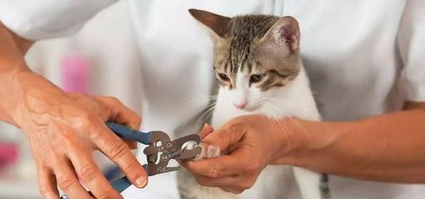 抓破沙发、抓坏窗帘，猫主子为啥这么爱磨爪子？