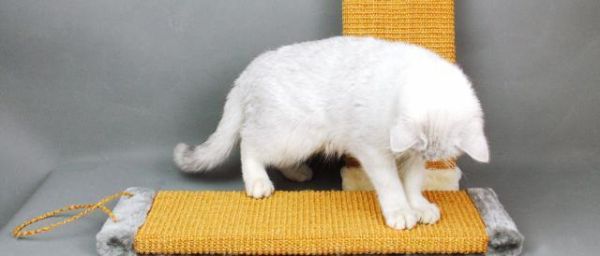 抓破沙发、抓坏窗帘，猫主子为啥这么爱磨爪子？