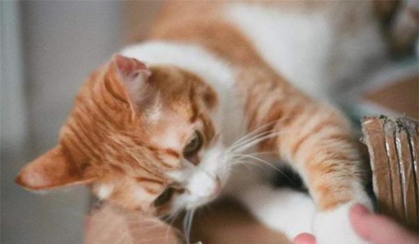 抓破沙发、抓坏窗帘，猫主子为啥这么爱磨爪子？