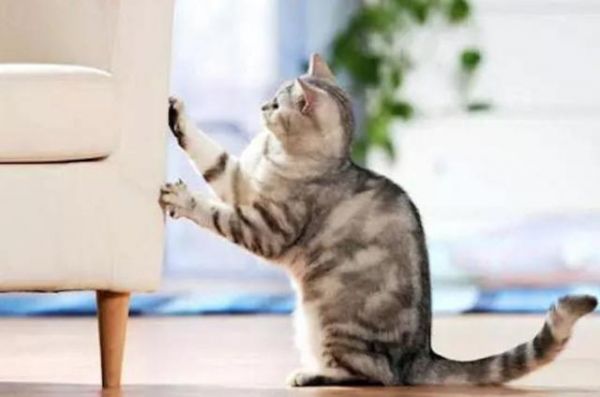 养宠小窍门:猫咪总是偏爱爪挠家具,到底是为什么?应该如何避免呢?