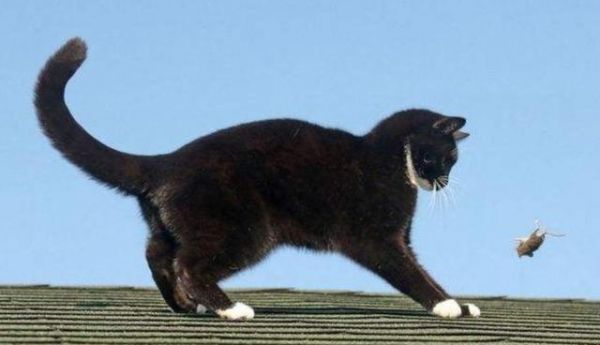 养宠小窍门:猫咪总是偏爱爪挠家具,到底是为什么?应该如何避免呢?