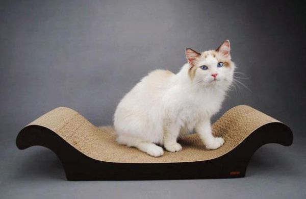 养宠小窍门:猫咪总是偏爱爪挠家具,到底是为什么?应该如何避免呢?