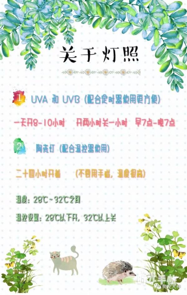最全面的陆龟饲养方案温湿度大全