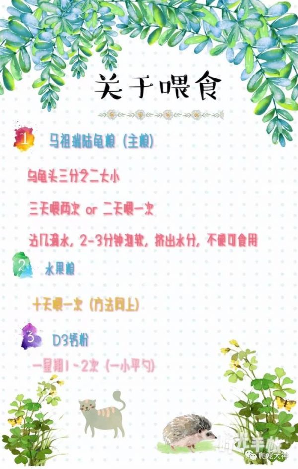 最全面的陆龟饲养方案温湿度大全