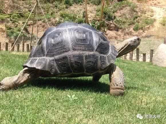 最全面的陆龟饲养方案温湿度大全