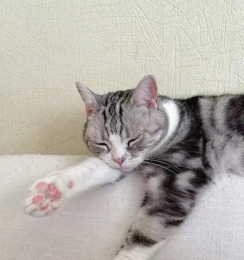 揭秘猫咪总挠沙发的原因和解决方法（深入了解猫咪行为习惯）