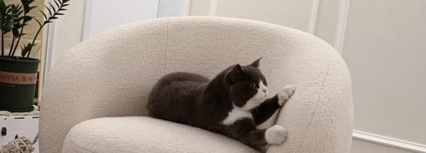 揭秘猫咪总挠沙发的原因和解决方法（深入了解猫咪行为习惯）