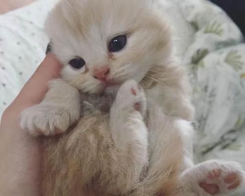 猫咪乱抓东西的原因及解决方法（探究猫咪抓东西的行为背后的心理因素和如何正确引导）