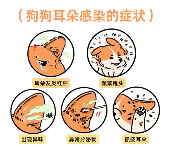 狗狗耳炎症状