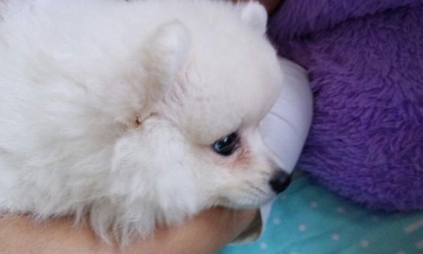 如何正确护理博美犬的耳朵（宠物健康，从耳朵开始/博美犬耳朵护理全攻略）