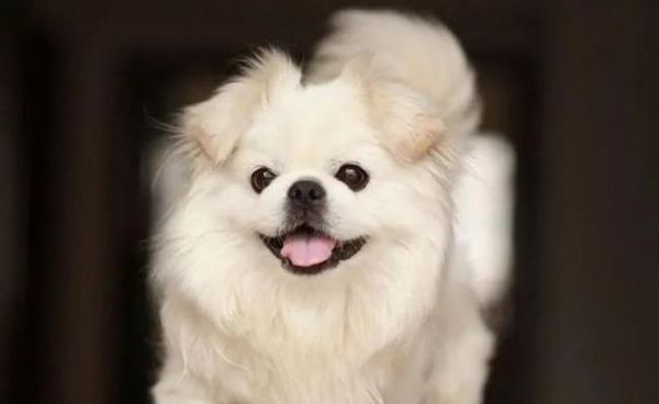 如何正确护理博美犬的耳朵（宠物健康，从耳朵开始/博美犬耳朵护理全攻略）