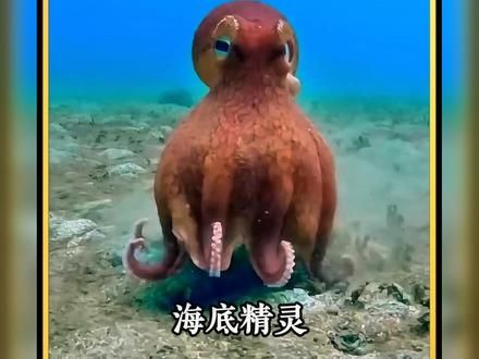 海底精灵 海底建筑师-章鱼机器人-小丑鱼的秘密-雌雄难辨的鱼#动物纪录片 #海底动物世界 #海洋动物 #章鱼哥 #动物科普