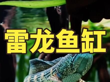 一个专为雷龙鱼打造的原生鱼缸#水族 #雷龙鱼 #鱼缸造景 #生态缸 #鱼缸里的大自然