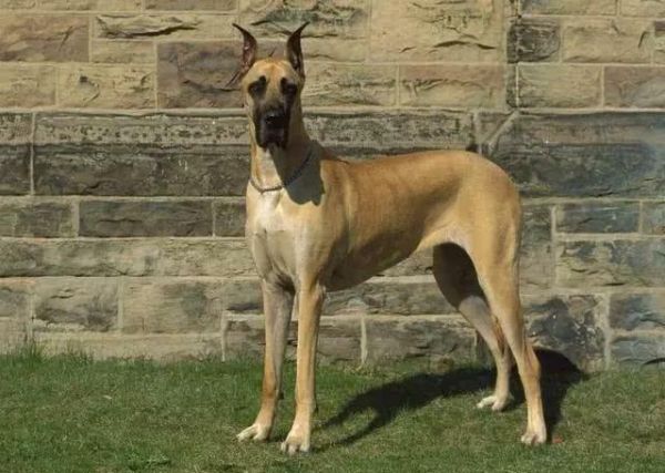 这五种威武的狗狗，常用来做警犬，你知道几种？