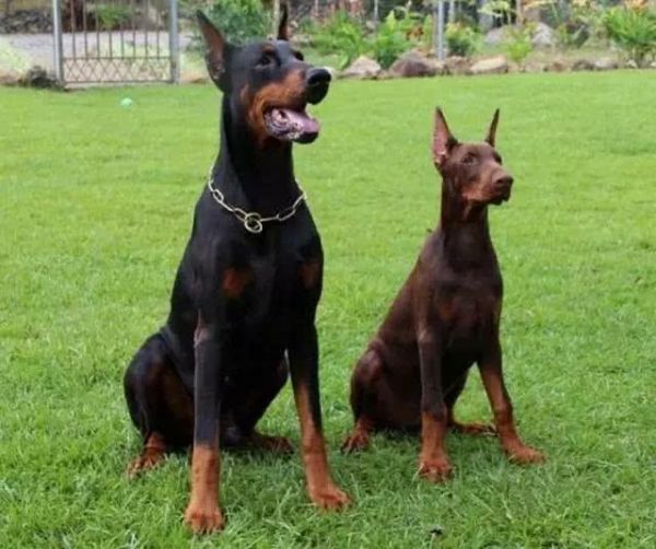 这五种威武的狗狗，常用来做警犬，你知道几种？