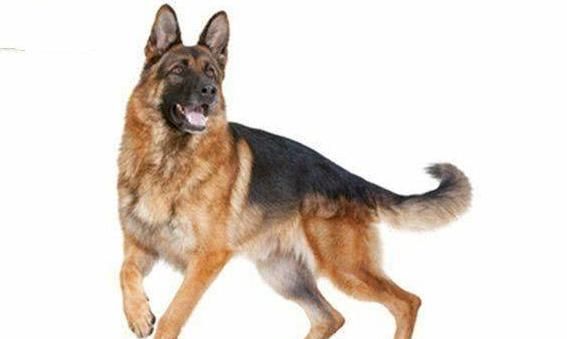 全球4种最适合做警犬的狗品种，德牧居榜首，网友它也能上榜