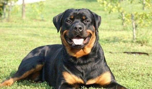 全球4种最适合做警犬的狗品种，德牧居榜首，网友它也能上榜