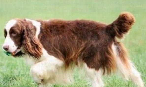 全球4种最适合做警犬的狗品种，德牧居榜首，网友它也能上榜