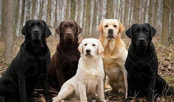 全球4种最适合做警犬的狗品种，德牧居榜首，网友它也能上榜