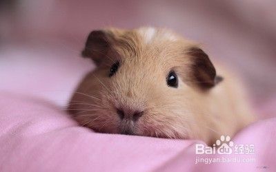 如何正确饲养豚鼠
