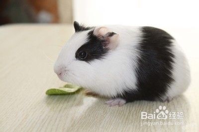 如何正确饲养豚鼠