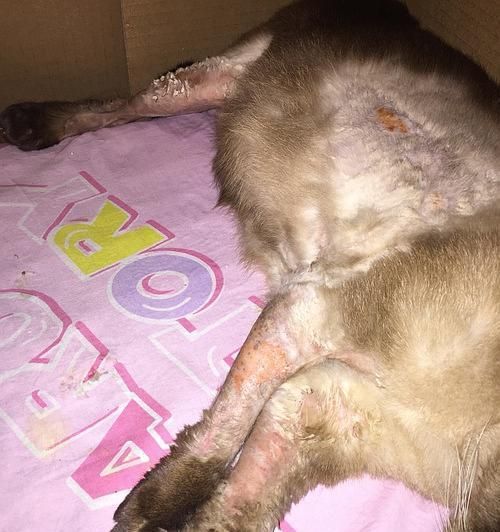 猫咪皮肤病的治疗方法（让宠物舒适健康的5种皮肤病治疗方案）