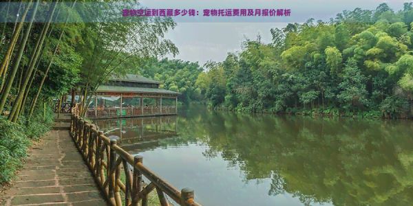 宠物空运到 多少钱：宠物托运费用及月报价解析