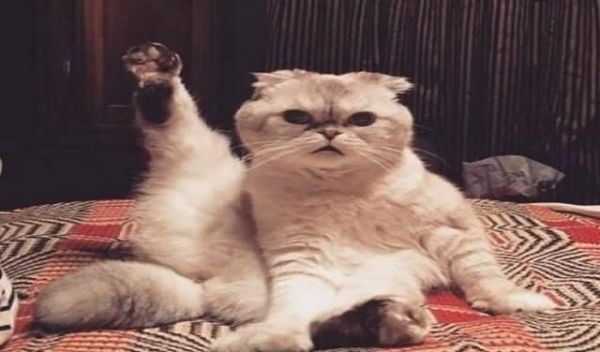 猫也会抑郁猫也会遇到心理健康障碍