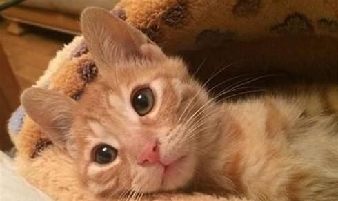 猫也会抑郁猫也会遇到心理健康障碍