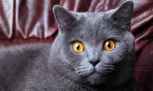 猫也会抑郁猫也会遇到心理健康障碍