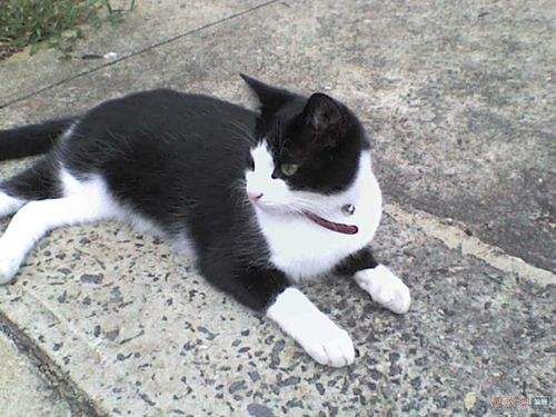 怎样让猫不抓沙发