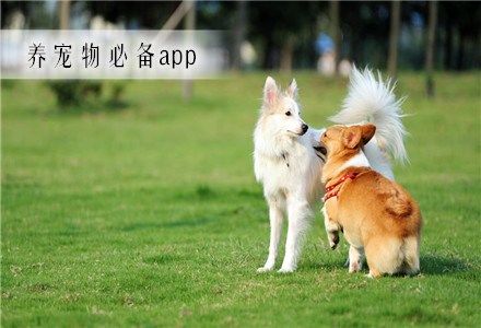 养宠物必备