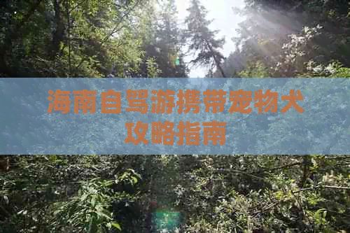 海南自驾游携带宠物犬攻略指南