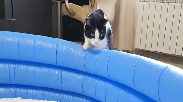 主人制作100升容积的超大号猫砂盆!小猫咪:幸福来得太突然