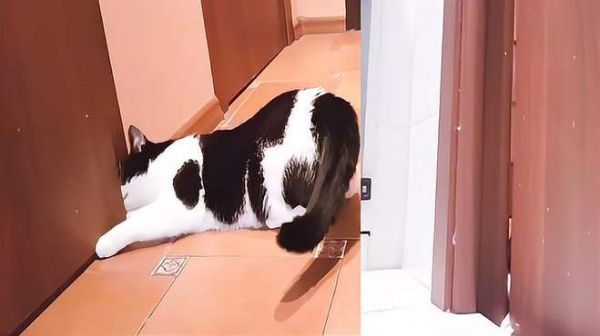 2道房门都关不住这猫?主人测试自家宠物智商,网友:成精了